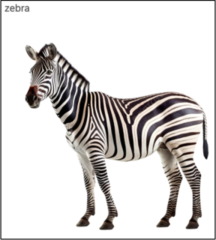 Zebra